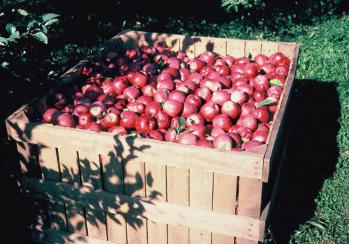 Our Orchard