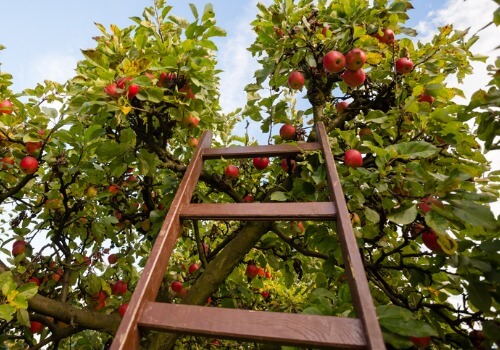 A ladder leading up to the top branches of an apple tree in an Apple Orchard for Bloomington IL