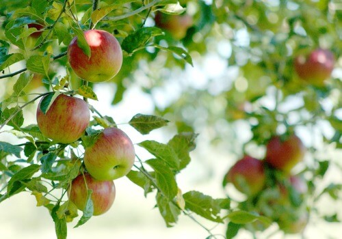 Apple Orchard Peru IL