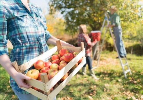 Farmers picking apples at an Apple Orchard in Peoria IL