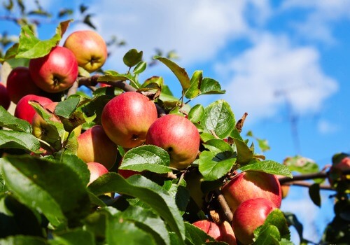 Apple Orchard Peoria IL
