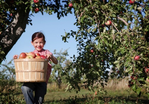 Apple Orchard Bloomington IL