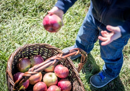 Apple Orchard LaSalle IL