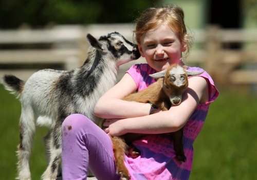 Young girl hugging goats in a petting zoo and enjoying other Kids Activities near the Quad Cities