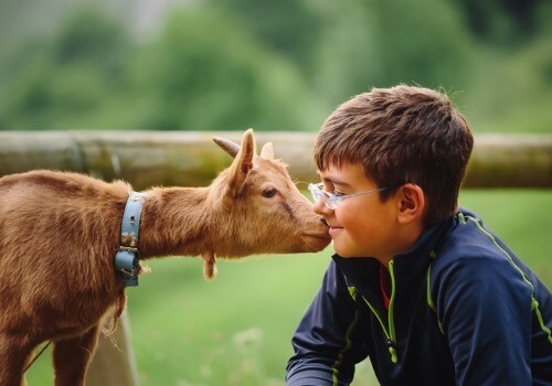 A young boy enjoying a petting zoo and other Kids Activities near Galesburg IL