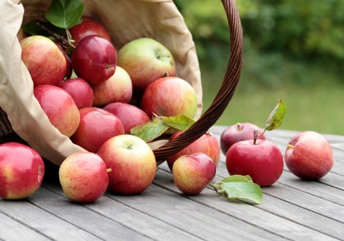 Apple Picking Farm Bloomington IL