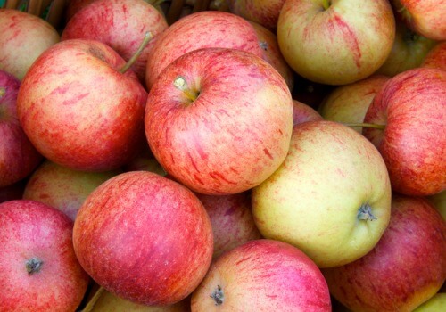 Apple Picking Farm Quad Cities