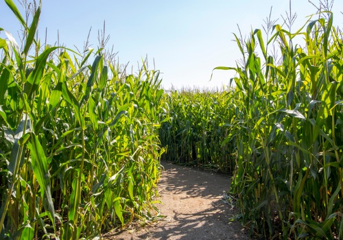 A corn maze, as a part of Kids Activities near Bloomington IL