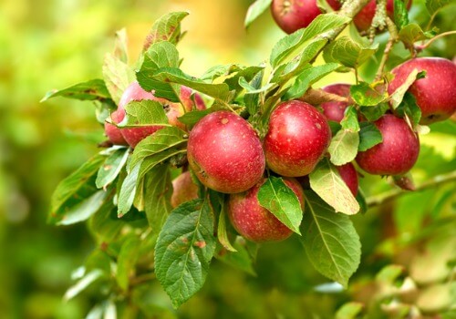 Family Fun in Bloomington IL consisting of apple picking