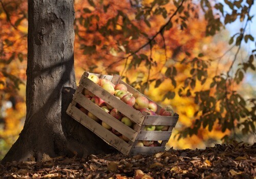 A crate full of apples from Tanners Orchard, as something to be done as part of Birthday Parties in Peoria IL