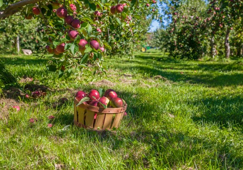 A basket of apples under an apple treat at one of the best Orchards near Bloomington IL