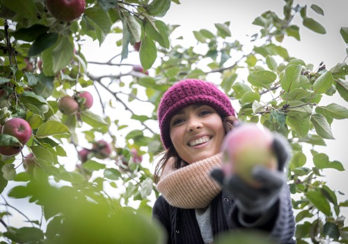 Apple Picking Peoria IL