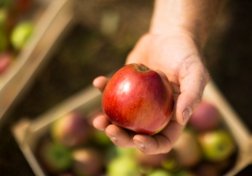 Apple Picking Farm LaSalle IL