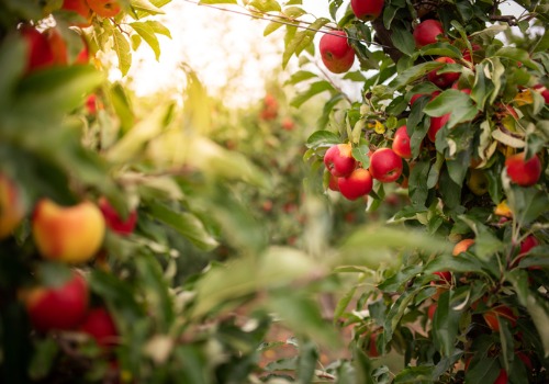 apple trees in an apple orchard