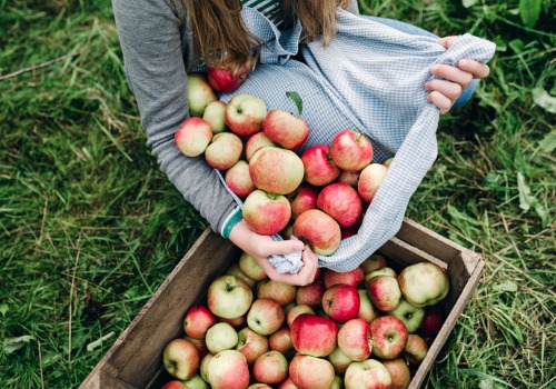 young woman picking apples at an Apple Picking Farm near LaSalle IL