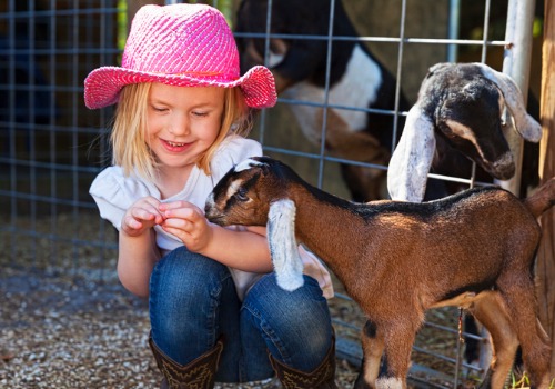 Girl Feeding Goats at a Petting Zoo Near the Quad Cities