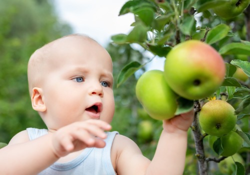 baby picking apples from a tree