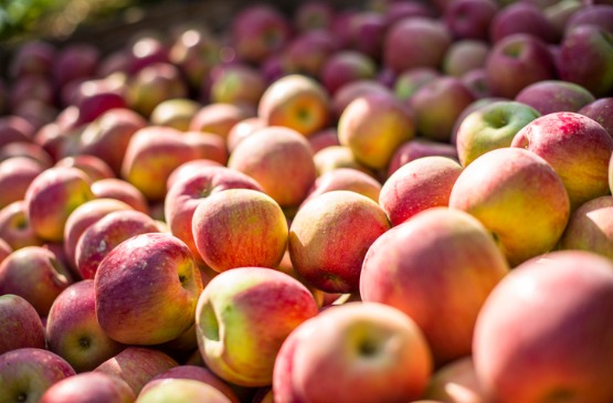 Apples from Orchard Deemed Best Apple Picking in Peoria IL