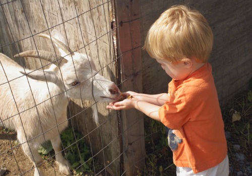Boy Feeding Goat at Orchards near Bloomington IL