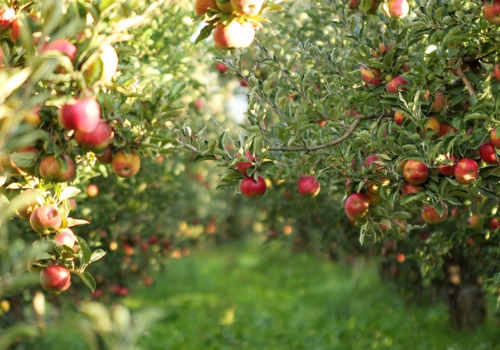 Shot of Apples from Orchards near Bloomington IL