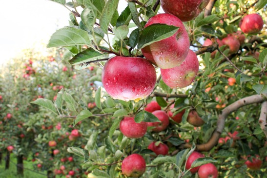 Illinois Apple Orchards 