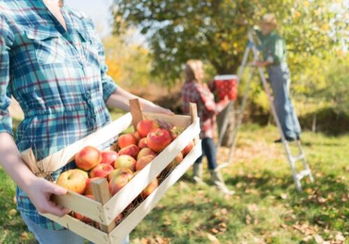 Illinois Apple Orchards