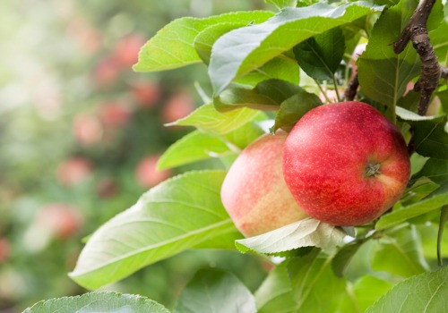Apple Orchards Rock Island IL