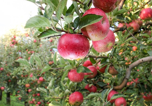 Apple Orchards Davenport IA