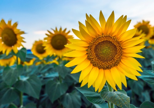 Sunflower Festival Peoria IL