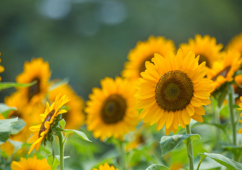 Flowers from a Sunflower Festival near Bettendorf IA