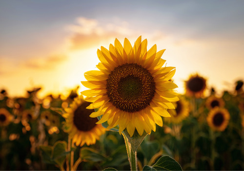Sunflower Field at Sunset During a Sunflower Festival for the Quad Cities