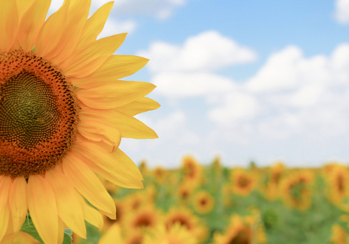 Sunflower Festival Davenport IA