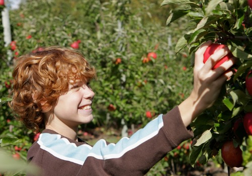 Apple Picking Davenport IA