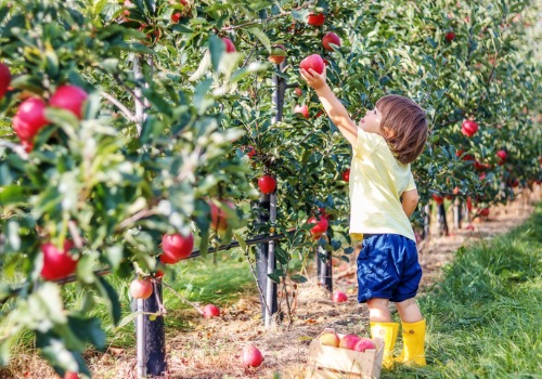Apple Picking Davenport IA