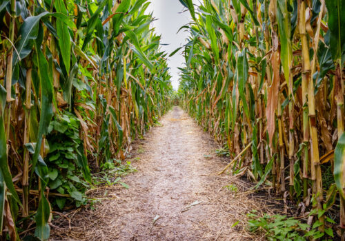 Shot of Corn Maze. Part of Tanner's Fall Activities for Rock Island IL