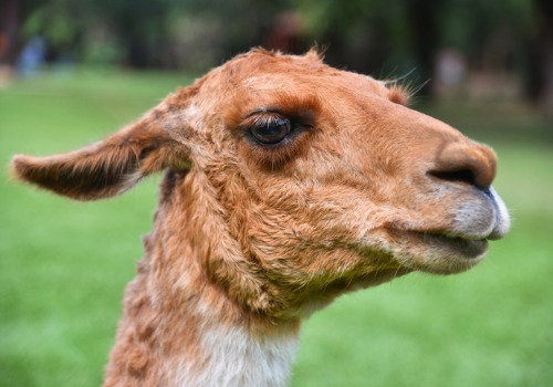 Lllama at an Apple Orchard Near Me