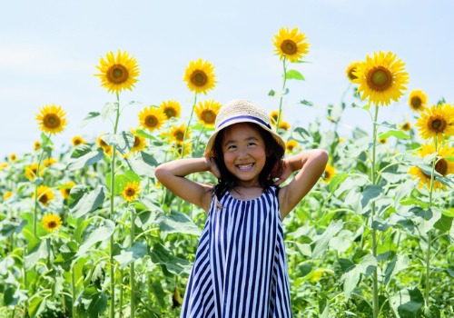 Girl Standing in Front of a Sunflower Field at an Apple Picking Farm near Moline IL