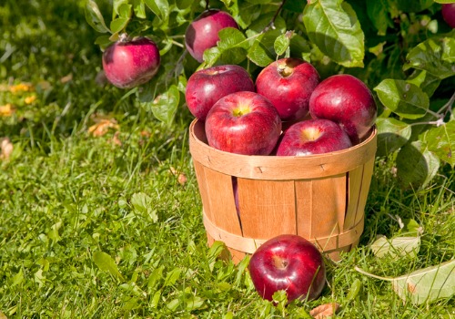 A Basket of Apples from a Pumpkin Patch near Moline IL