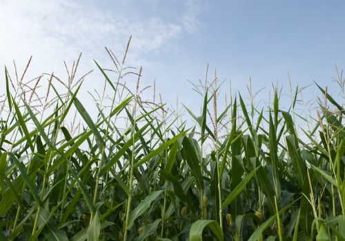 Tips of corn stalks from a corn maze in Davenport IA