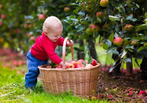 Baby boy taking freshly picked apples out of a basket at an orchard in Illinois