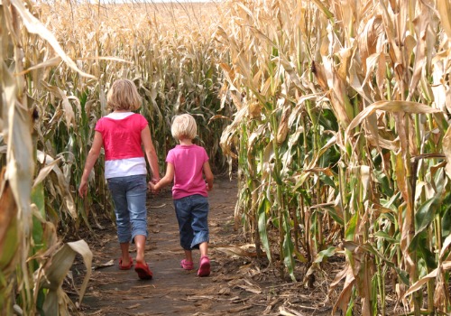 Two sisters hold hands and explore a corn maze, which Tanners Orchard offers for outdoor activities in Peoria IL