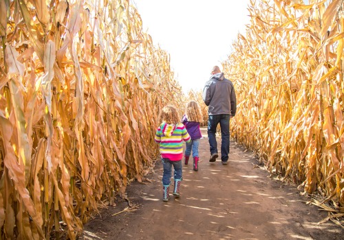 A family explores a corn maze at Tanners Orchard, which is just a short drive when searching for family activities in Decatur IL