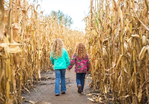 Sisters hold hands and walk through a corn maze at Tanners Orchard, which offers outdoor activities in East Peoria IL