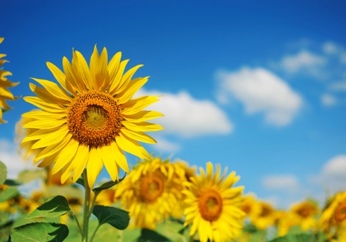 Sunflower Festival Morton IL