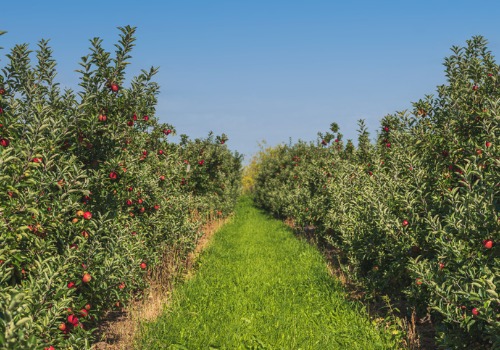 Apple Orchard Freeport IL