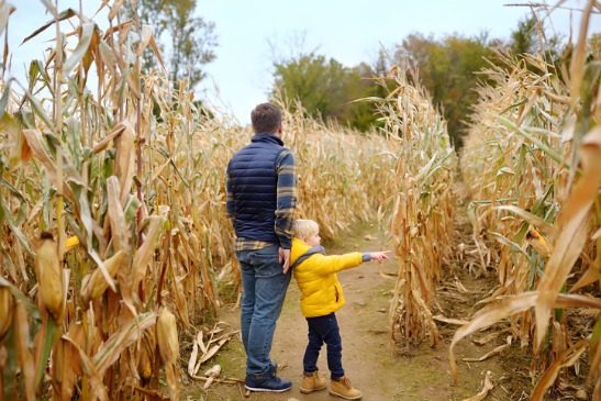 A girl and her father enjoy a corn maze while looking for Family Activities for Springfield IL residents