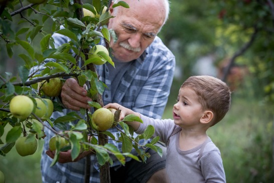 A boy and his grandpa go Apple Picking by Springfield IL