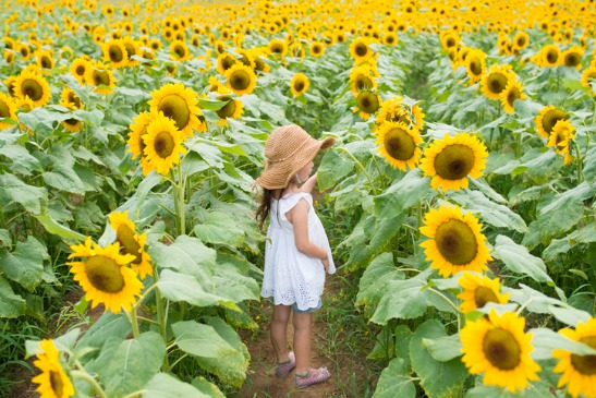 A young girls stands in a field of sunflowers during a Sunflower Festival for Springfield IL residents