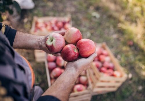A person holds the apples they've picked at an Apple Orchard for Springfield IL