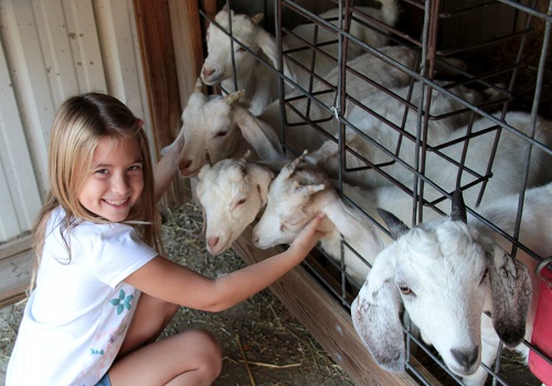A girl pets goats at Tanners Orchard, which offers family fun for Freeport IL residents